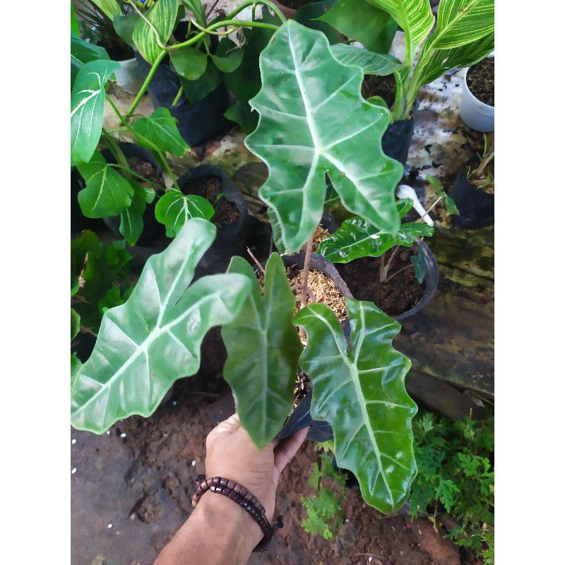 alocasia pseudo sanderiana