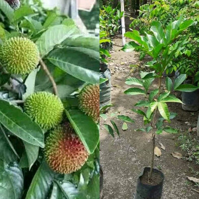 Bibit Rambutan Rapiah Okulasi
