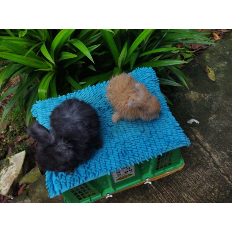 Kelinci Hias English Anggora 3 Bulan