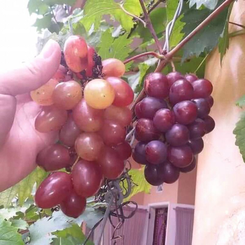 bibit buah anggur merah hasil stek full media