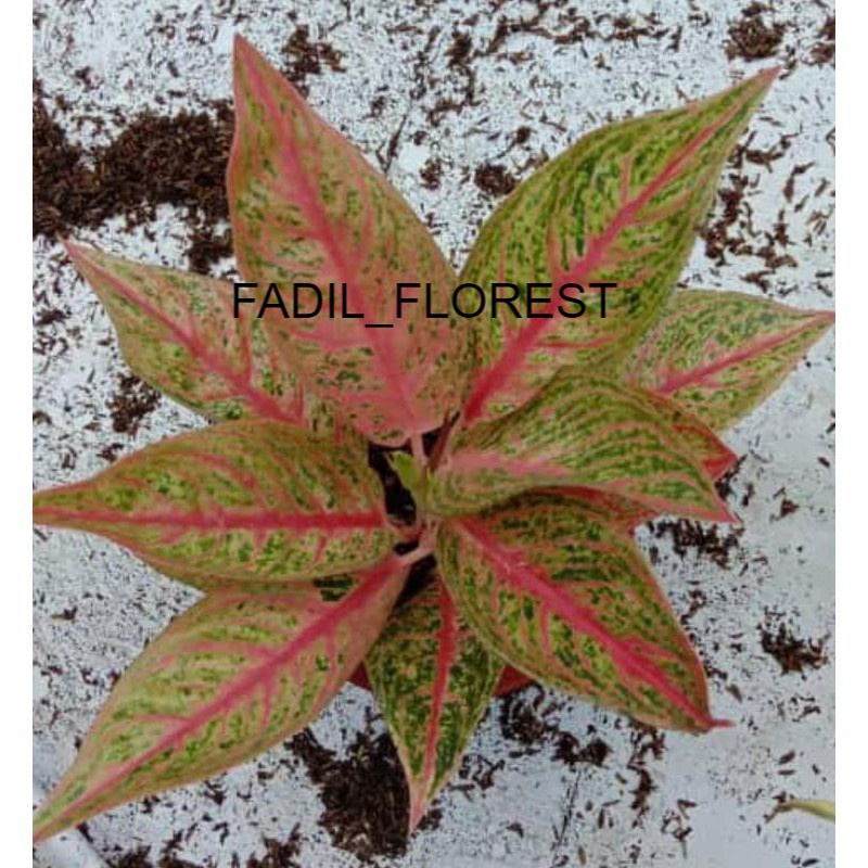 Baby Aglonema Red Legacy SEED_AGLONEMA