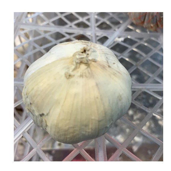 Bawang Putih 1 Bonggol Shopee Indonesia Bawang Putih 1 Bonggol Shopee Indonesia