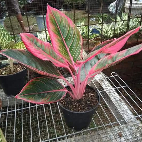 Aglaonema khanza - pohon aglonema