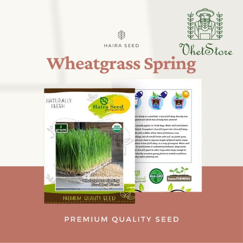 Benih/Bibit Rumput Gandum (Wheatgrass) - Haira Seed