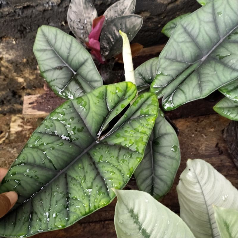 alocasia Bisma