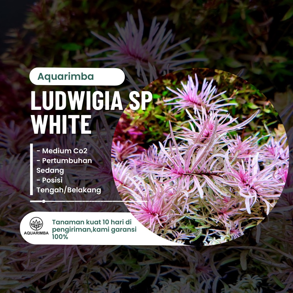 Ludwigia Sp White - Tanaman Aquascape