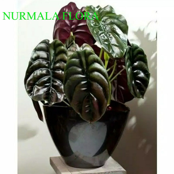 tanaman hias Alocasia Cuprea DEWASA / keladi tengkorak