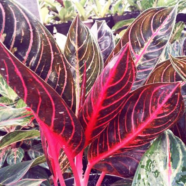 Bibit aglaonema red sumatera
