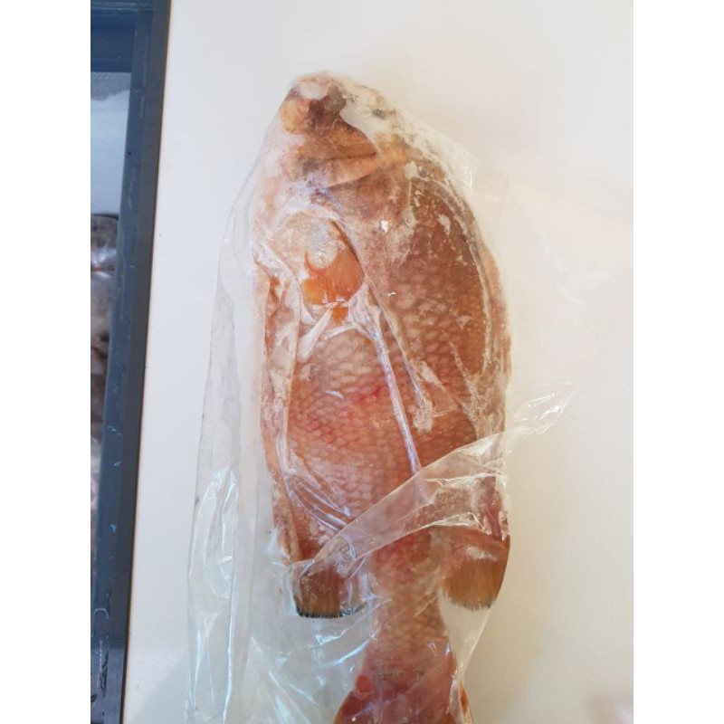 

Ikan batu 1kg Frozen freshh SeaGoodsid