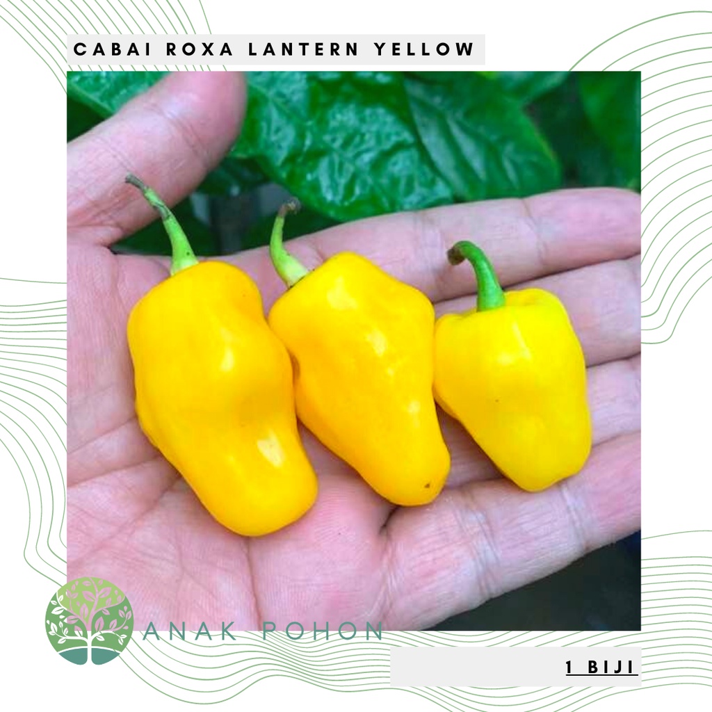 Benih Bibit Biji - Cabai Roxa Lantern Yellow Cabe Kuning Pepper Seeds