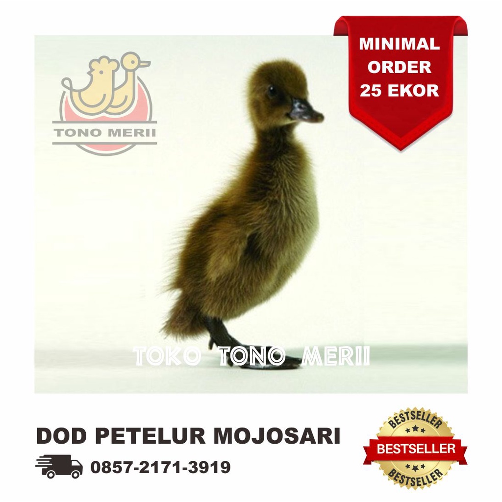 DOD Anak Bebek Petelur Lokal (Bebek Mojosari) - 25 Ekor
