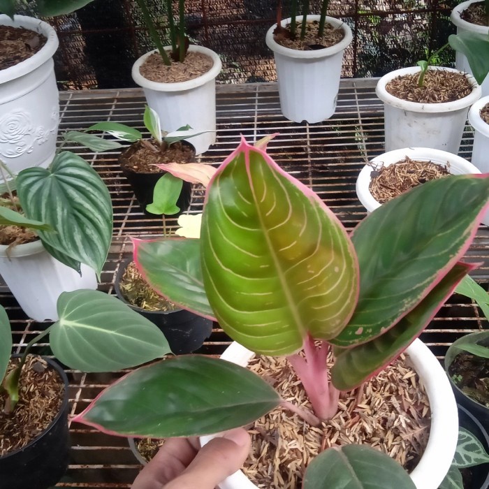 Tanaman hias aglonema lipstik Greg - Lipstik klasik