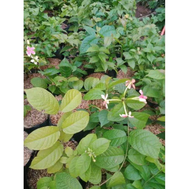 bibit melati belanda