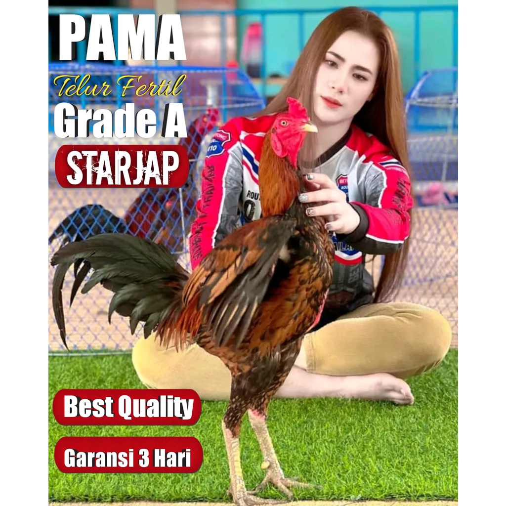 ayam asli pama thailand super telur tetas 100%