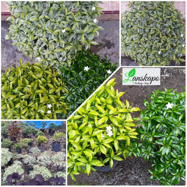 Rombusa Mini/ Melati mini (golden, hijau, silver)