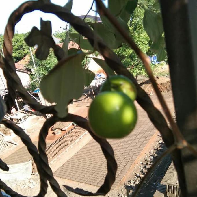 TERBAIK Bibit Tanaman Bidara India atau Putsa Apel India Sudah Berbunga /Buah TERMURAH