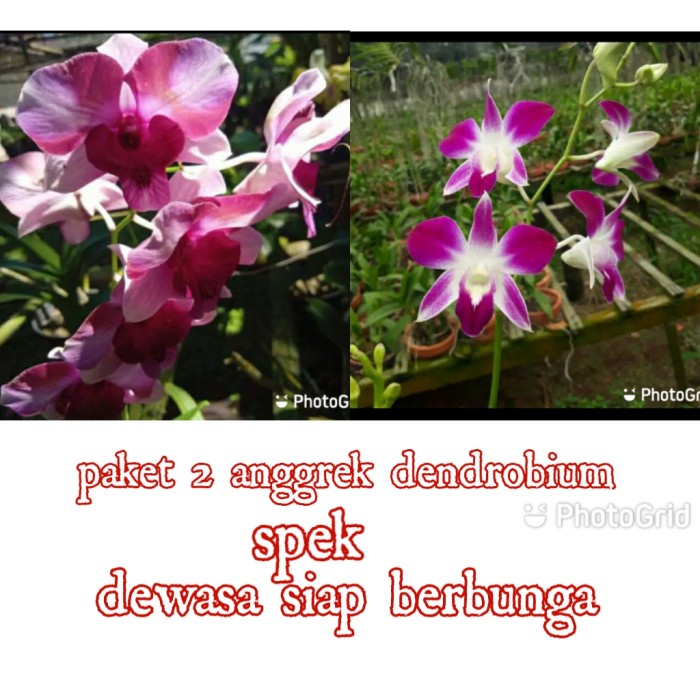 paket murah 2 anggrek dendrobium dewasa - anggrek dendro dewasa