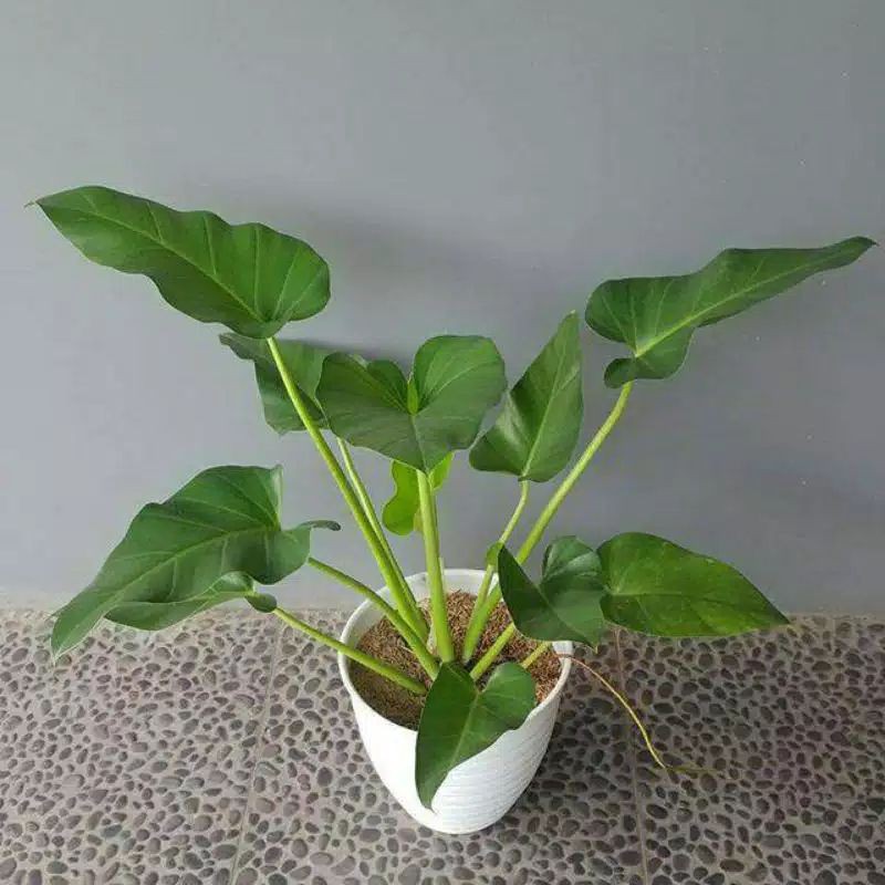 Tanaman Hias philo Marbel