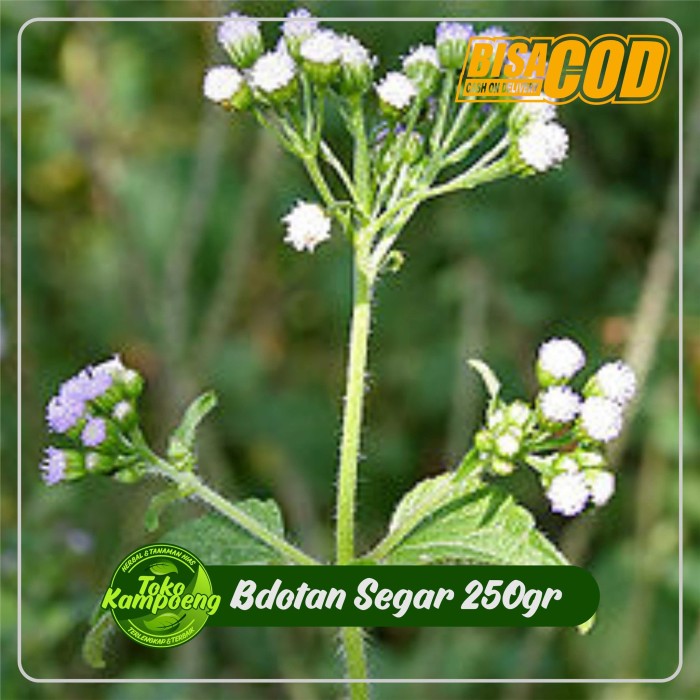 

BANDOTAN SEGAR250 GRAM SERIBU MANFAAT TERMURAH