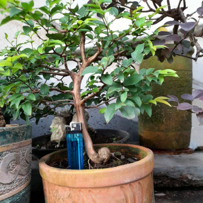 bonsai anggur brazil