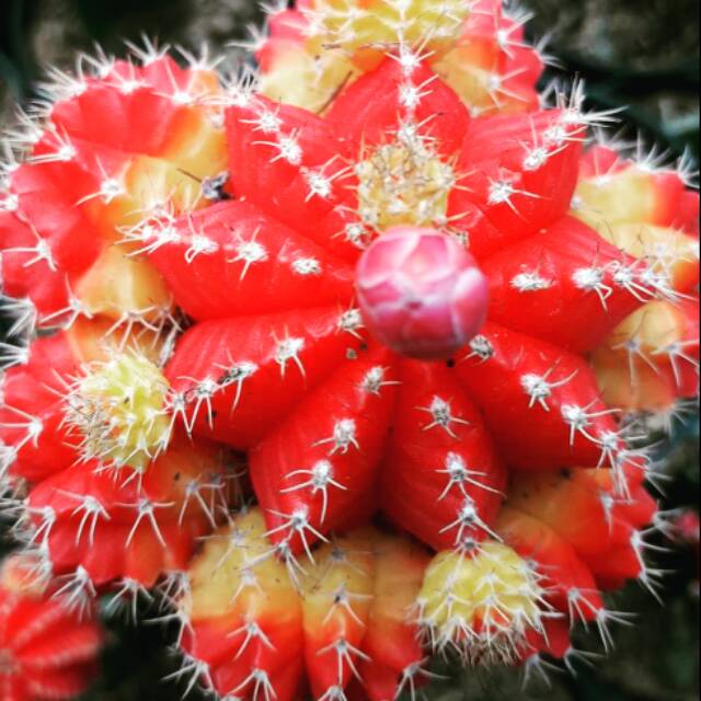 10pcs Biji benih kaktus gymnocalycium red cup import