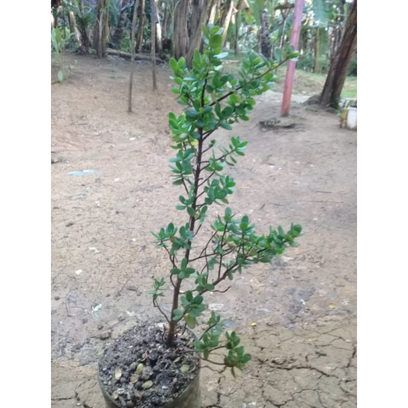 santigi karang bahan bonsai