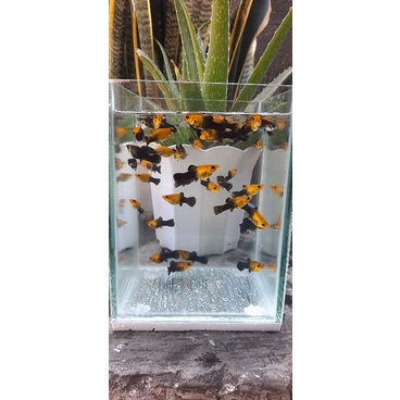 IKAN HIAS GOLDEN BLACK MOLLY