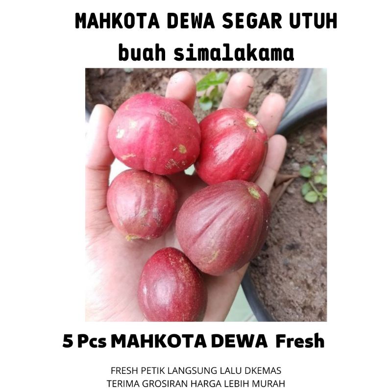 

5 biji asli mahkota dewa fresh segar hemat murah ekonomis