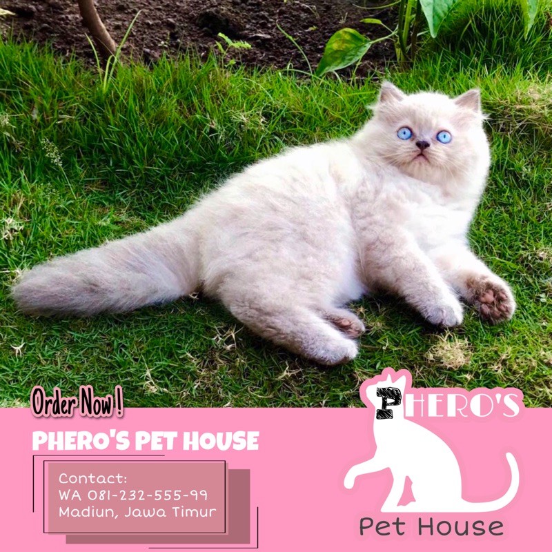 Kucing Persia Himalaya #pherospethouse #pheros_pet_house PHEROS PET HOUSE