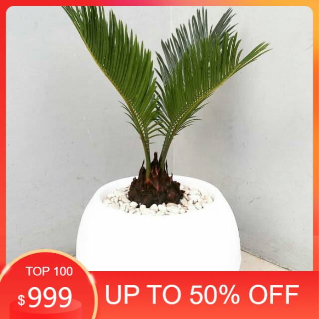 Tanaman hias palem sikas - palem sikas - bibit sikas - tanaman hias