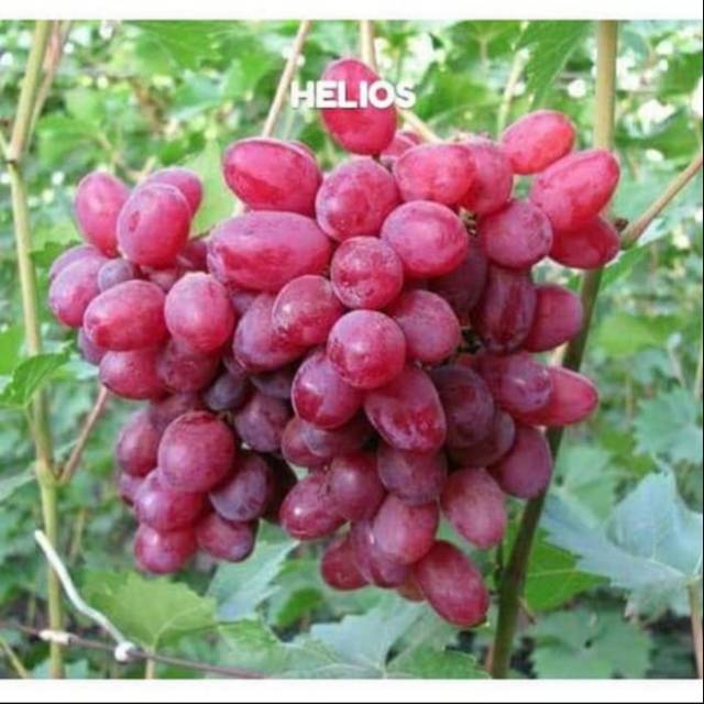 Bibit Anggur Import HELIOS