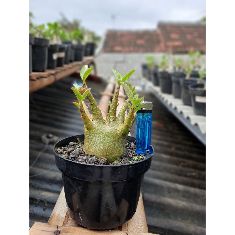 adenium godji x black widow