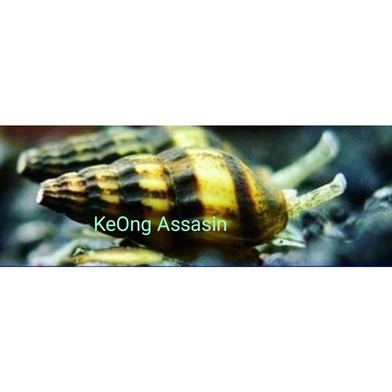 keong Aquascape Keong tanduk Keong turbo keong assasin aquascape
