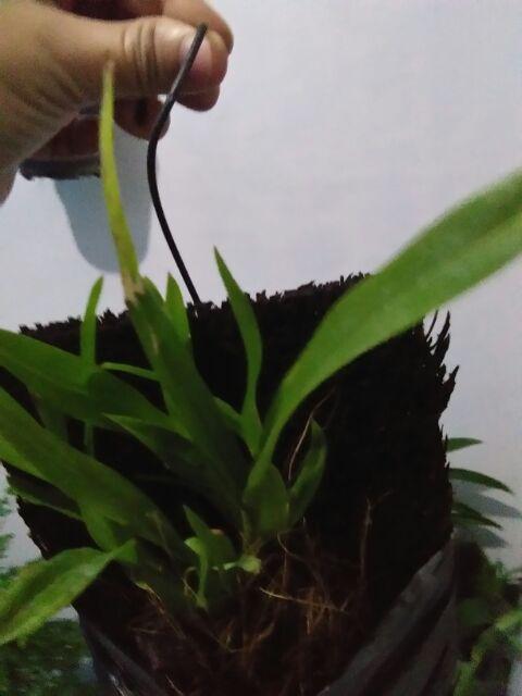 Anggrek Oncidium Golden Shower Orchid