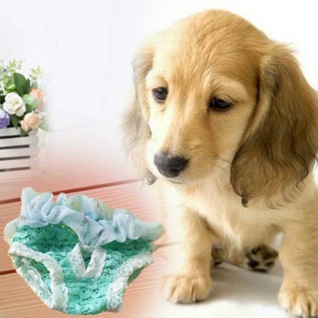 Import Celana dalam anjing kucing underwear pet loop pant panties