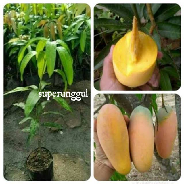 BIBIT MANGGA CHOKANAN