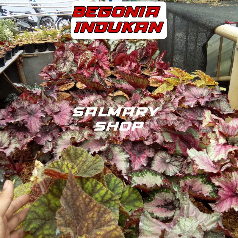 Tanaman Hias Bunga Begonia INDUKAN Stok Terbatas 