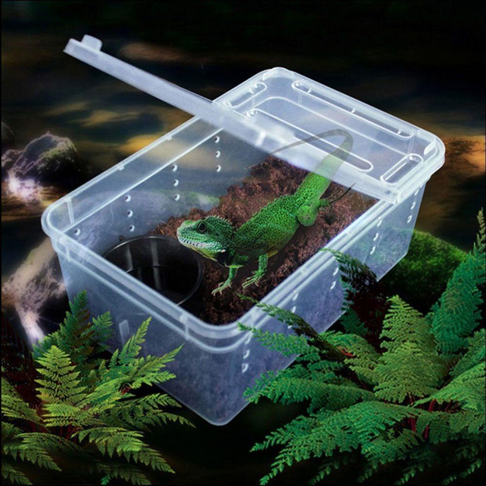 Rebuy Feeding Box Amphibia Bening Kodok Reptil Untuk Cicak Spider Tokek Tarantulas Ular Rumah Tamu