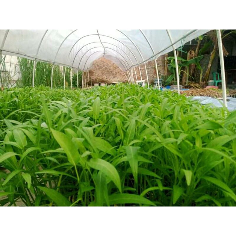

Kangkung Perikat 250gram