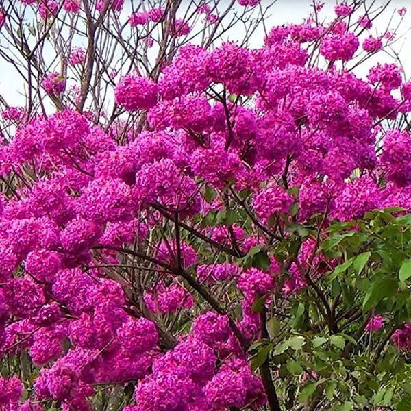 tanaman hias Tabebuya - Pohon Bunga Sakura Tabebuya Tabebuia Siap Tanam