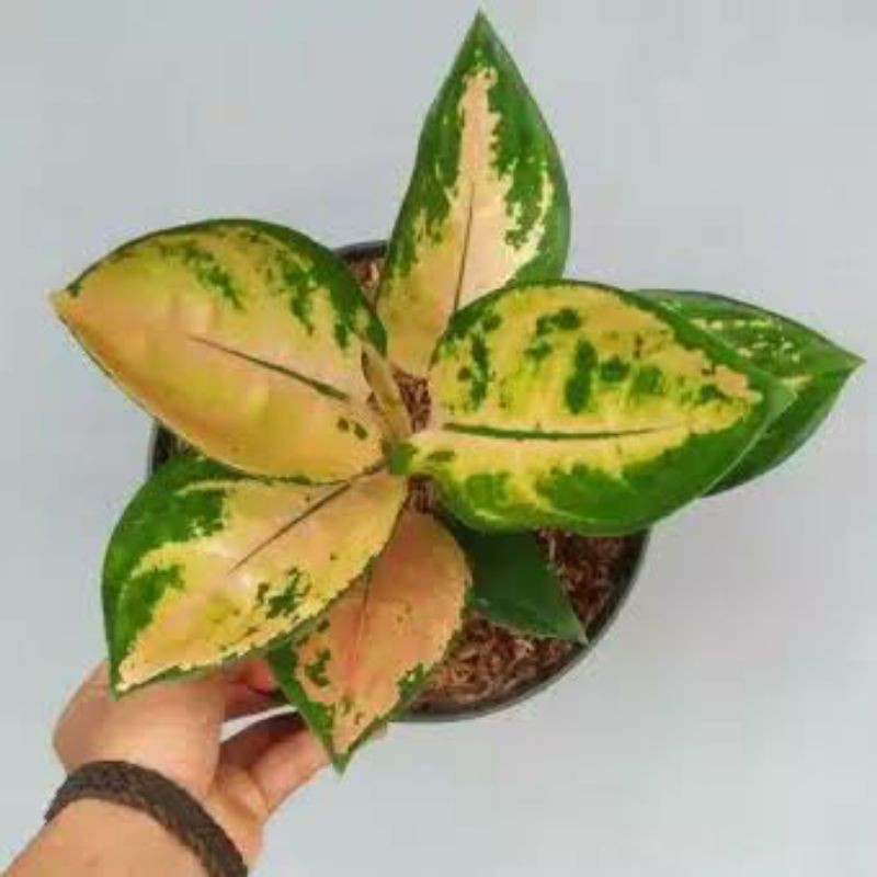 tanaman Aglaonema sultan brunei