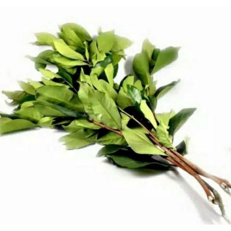 

Daun Salam Fresh harga perikat