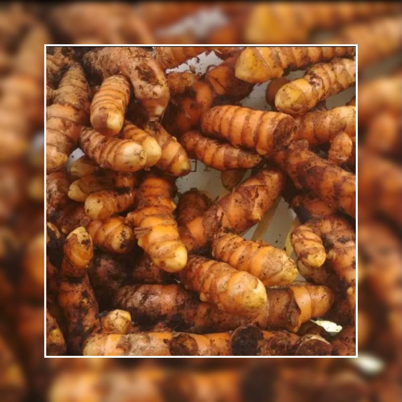 

KUNYIT/KUNIR SEGAR 100gr