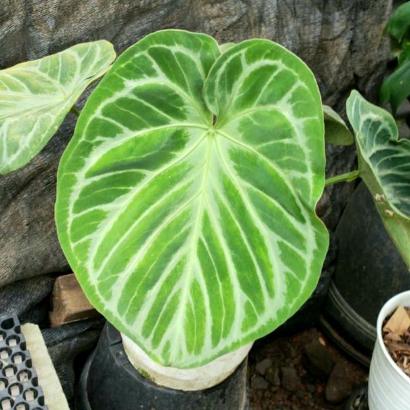 Tanaman Hias Baby Kuping  Gajah  Silver  Anthurium not 