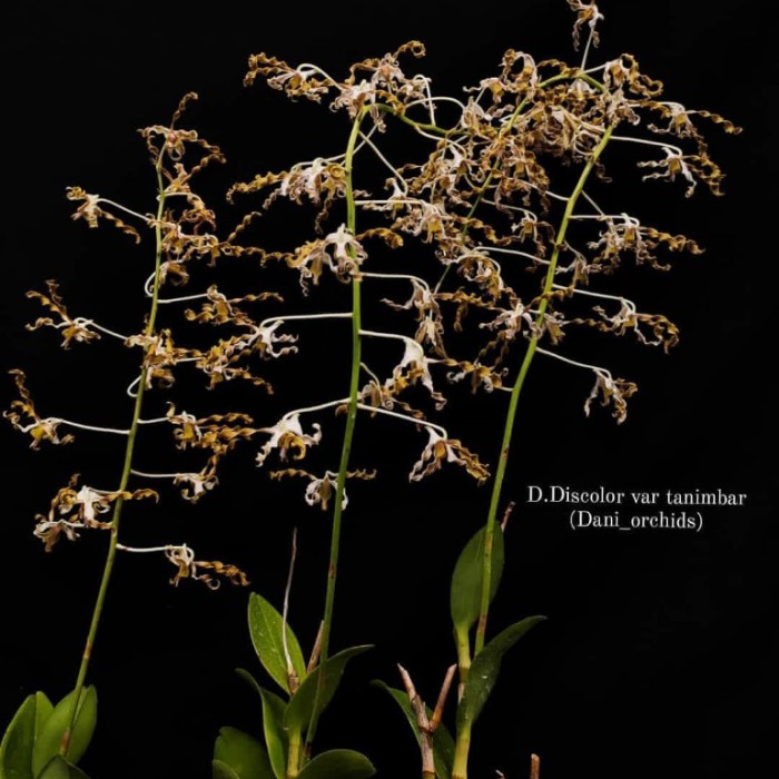 promo Anggrek dendrobium Discolor var tanimbar tri collection shop