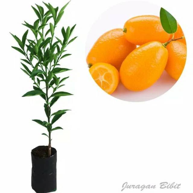 Bibit Jeruk Nagami | Shopee Indonesia