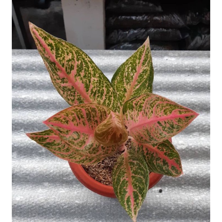 ANAKAN AGLONEMA TAMARA 100%ASLI