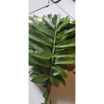 

Daun sungkai segar dan kering