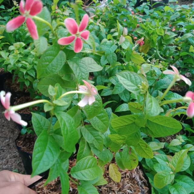 Bibit melati belanda