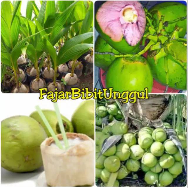 Paket 2 bibit kelapa hibrida hijau & wulung super